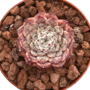Echeveria Pink Crystal