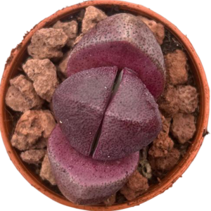 Pleiospilos Nelii Royal Flush