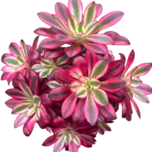 Aeonium Chanel Cluster