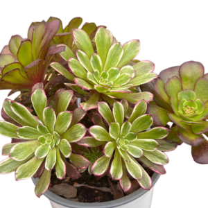 Aeonium Ink Painting Cluster