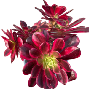 Aeonium Canary Cluster