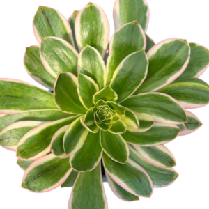 Aeonium Green Rose