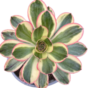 Aeonium Zeus