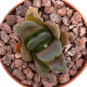 Haworthia (VIII)