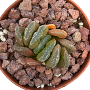 Haworthia (VII)