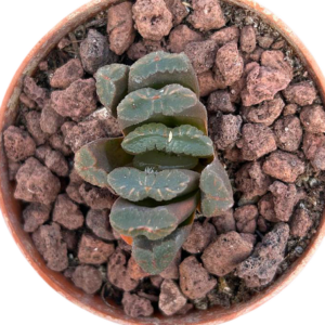 Haworthia (VI)