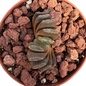 Haworthia (V)