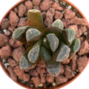 Haworthia (III)