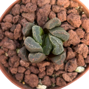Haworthia (II)
