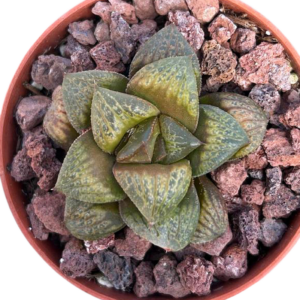 Haworthia (I)