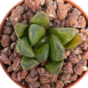 Haworthia Maughanii x Truncata