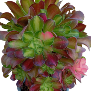Aeonium Shaohua Cluster