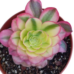 Aeonium Milky White