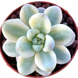 Sedum Clavatum Variegado