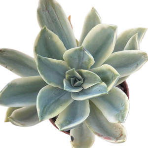 Graptoveria Fred Ives Variegada