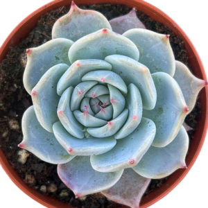 Echeveria Pikachu