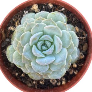 Echeveria Amazing Grace