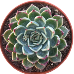 Echeveria Dark Night