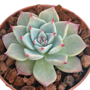 Echeveria Larega