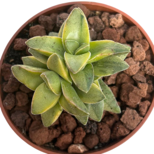 Crassula Springtime Variegada