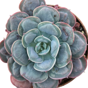 Echeveria Heart Delight