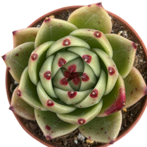 Echeveria Blue Dragon