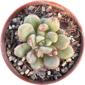 Graptoveria Avant-Garde
