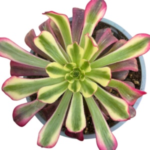 Aeonium Venus