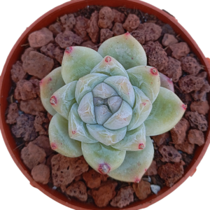 Echeveria Dry Ice