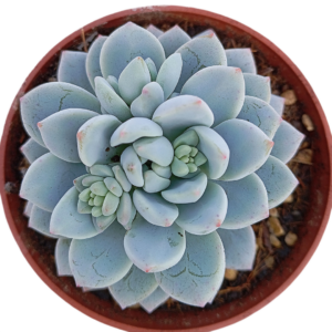 Pachyphytum cv Frevel