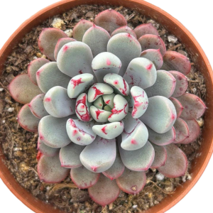 Echeveria Snow Peach