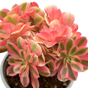 Aeonium Verna Cluster