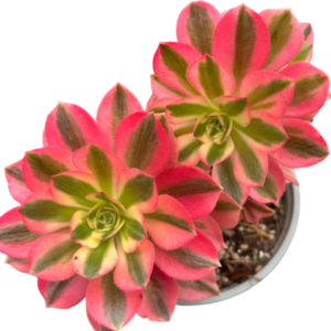 Aeonium Pink Witch II