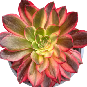 Aeonium Dark Devil