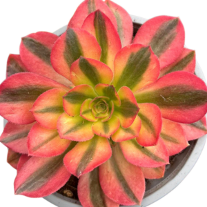 Aeonium Loki
