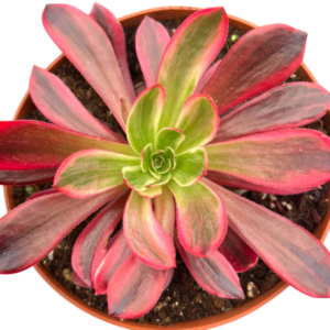 Aeonium Wedding Dress