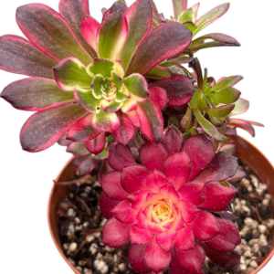 Aeonium Moya II