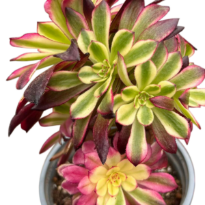 Aeonium Venus