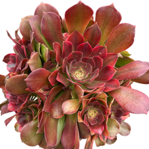 Aeonium Athena Cluster