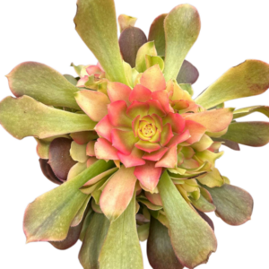 Aeonium Litchi Cluster