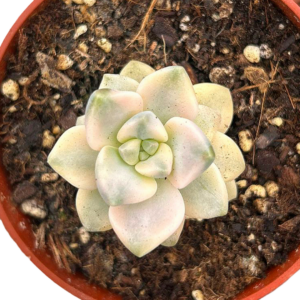 Graptoveria Victor Kane Variegada