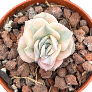 Graptoveria Lovely Rose Variegada