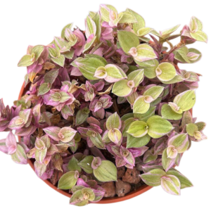 Calisia Repens Pink Lady