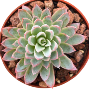 Echeveria Violet Queen
