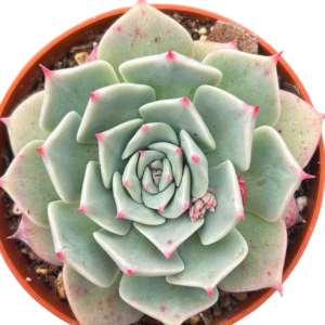 Echeveria Larega