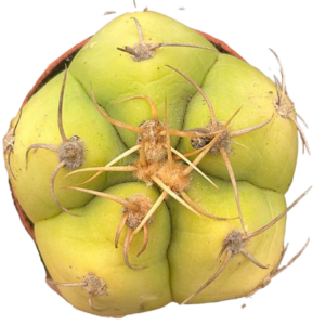 Gymnocalycium Horstii