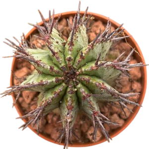 Euphorbia Horrida