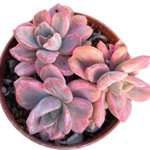 Graptoveria Mrs Richard Variegada Cluster