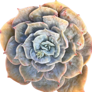 Echeveria Lilacina Marble Variegada