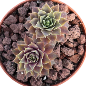 Sempervivum Royal Ruby